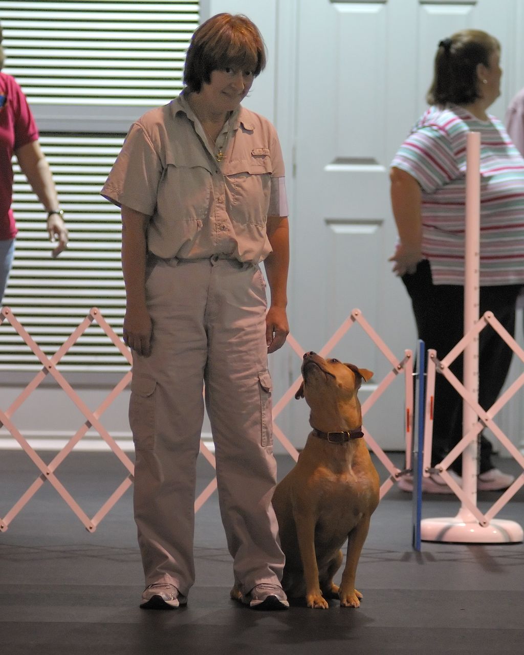 Trainer in show ring with Amstaff