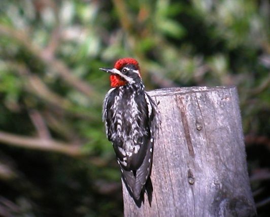 Red-naped Sapsucker in the Rawah Wilderness, Larim