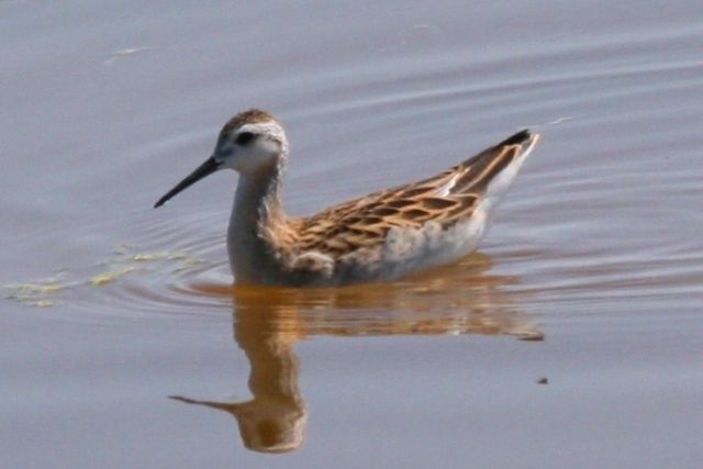 Wilson's Phalarope, juvenile, at Beebe Draw, Weld 