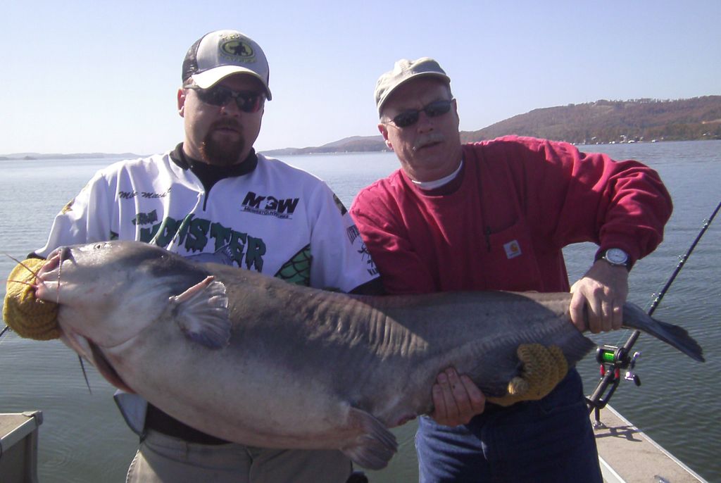 74 Pound Blue Cat