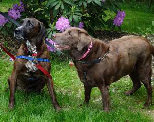 Ginger and her buddy Gordan!