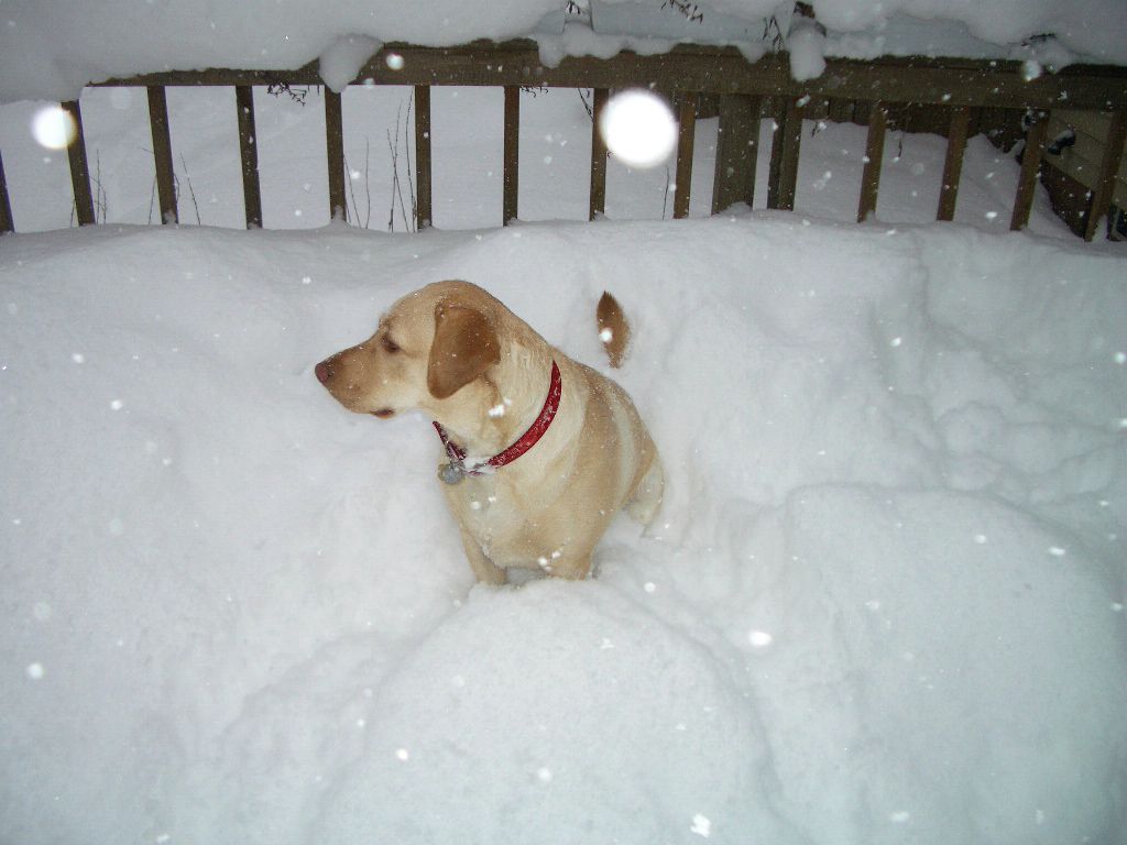 Gunnar our 3 yr old yellow lab