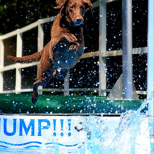 Dog Dock Jumping is a popular activity for dogs th
