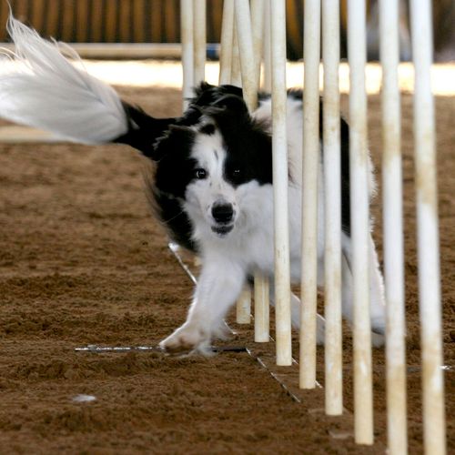 Agility is a great mental and physical workout for