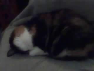 My cat Ethel asleep in a goofy position