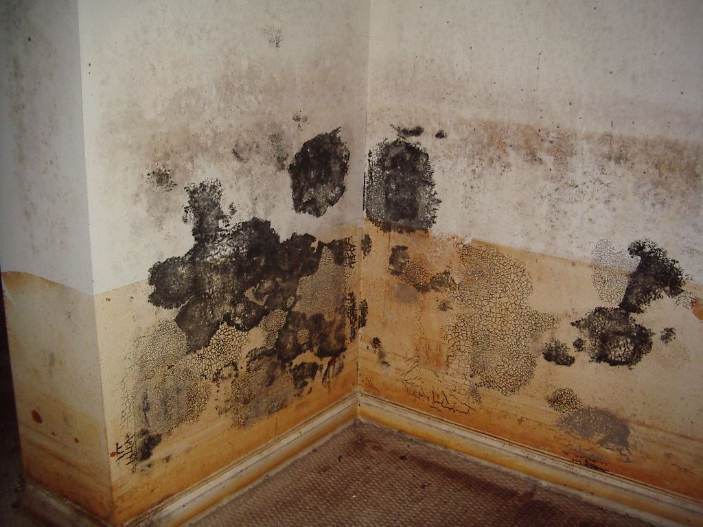 Toxic black mold can be a very serious situation.