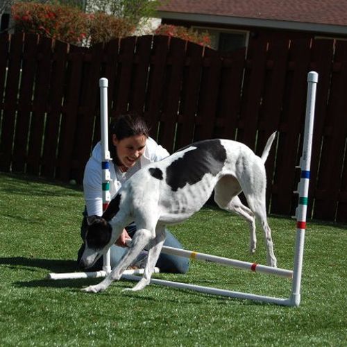 Trudi, having some fun with a client's Greyhound, 