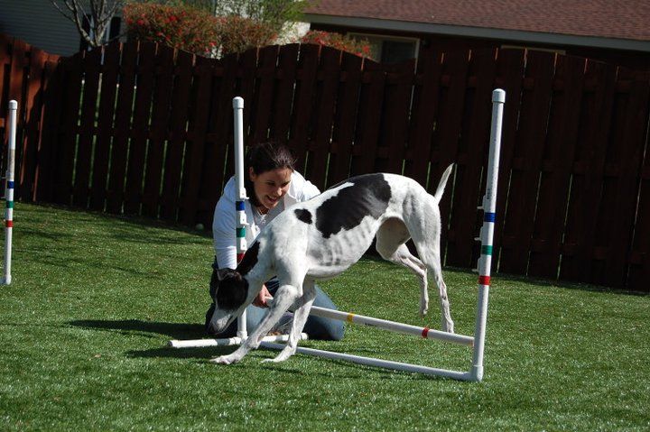 Trudi, having some fun with a client's Greyhound, 
