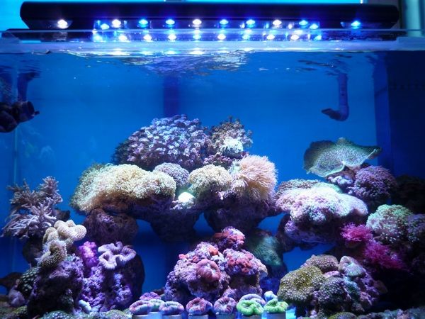 Orleans City Reef Aquatics - OCReef.com
