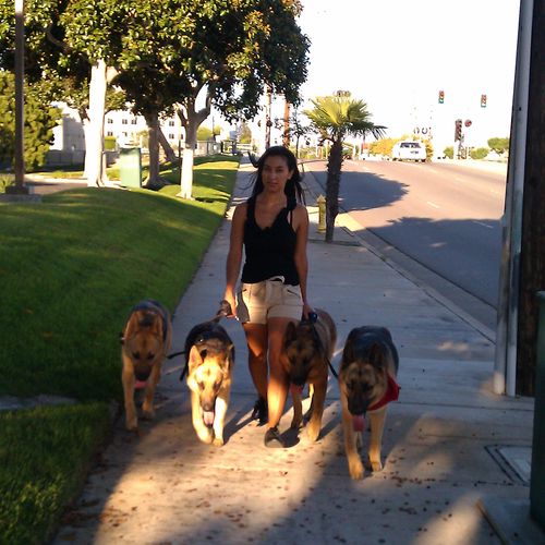 A confident owner walking her pack of dogs.