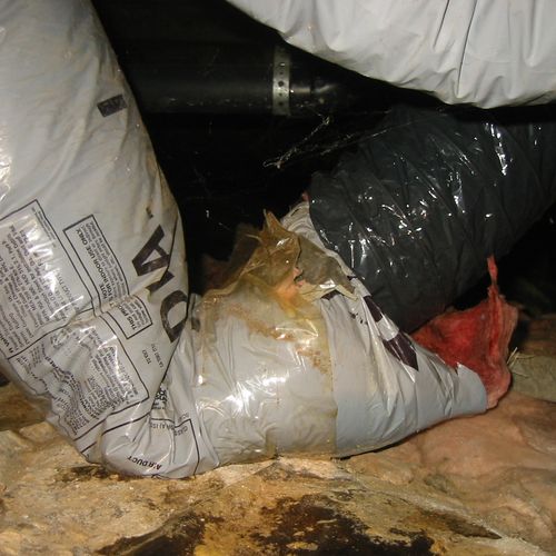 The crawlspace is NOT a play room for critters!