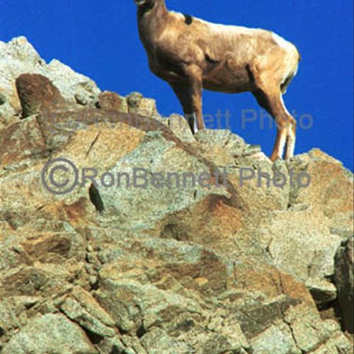 Stock Photography, Big horn sheep, San Bernardino 