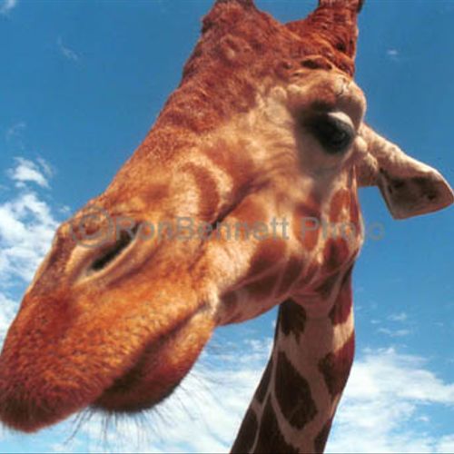 Stock Photography, Giraffe.