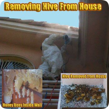 Bee Removal Services