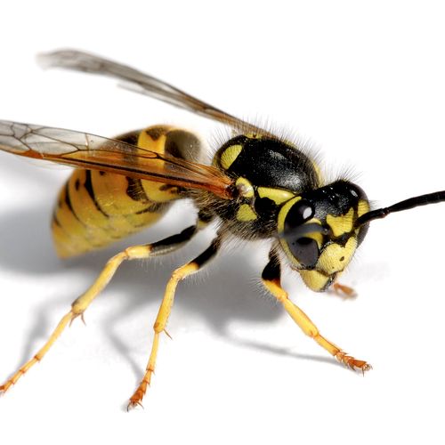 Bee removal in Phoenix