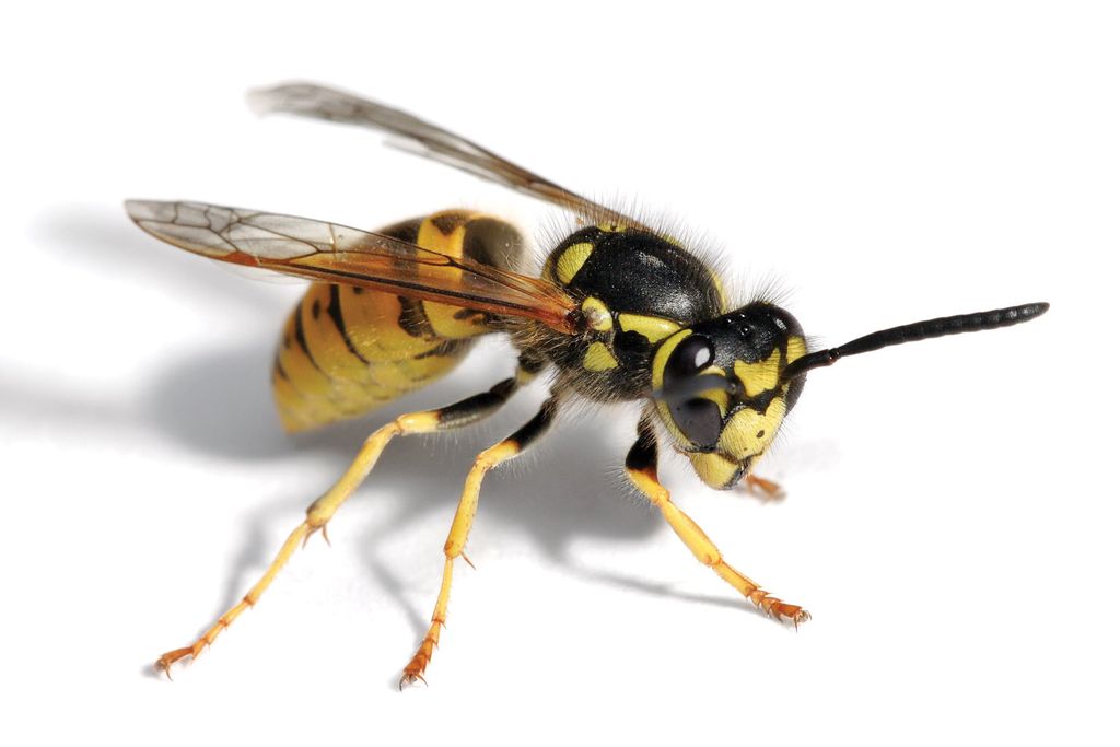 Bee removal in Phoenix