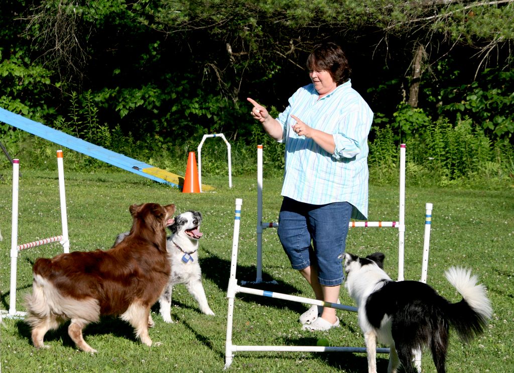Dee Ganley Dog Training & Behaviorial Consultat...