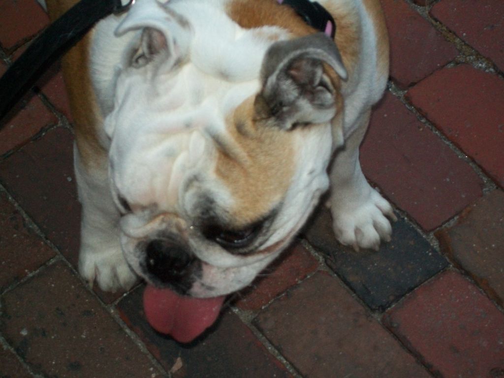 Stella!
