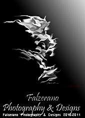 Falzerano Photography & Designs