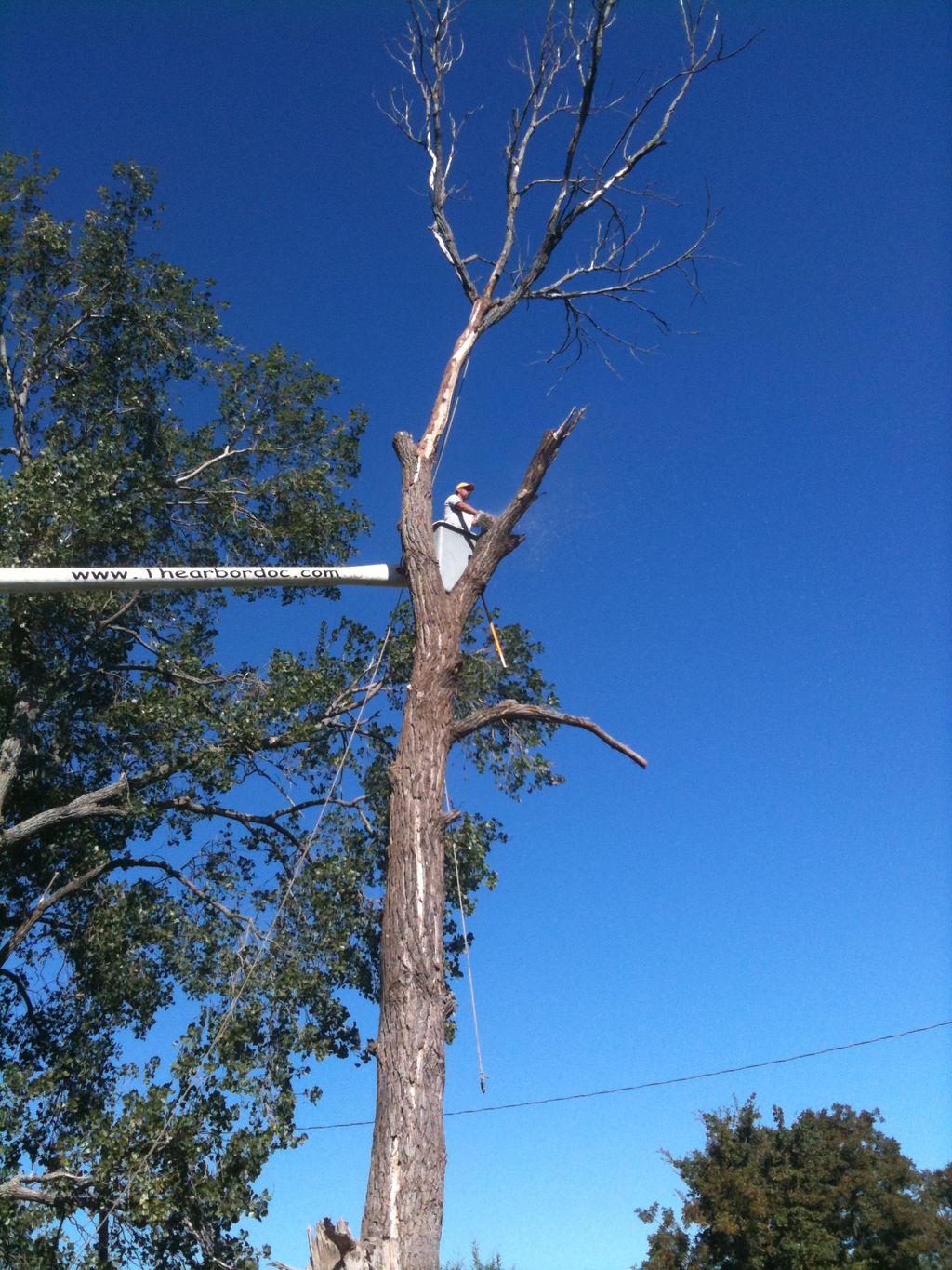 big tree removal