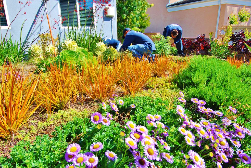 Manhattan Beach native garden