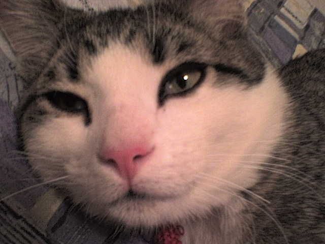 Sylvester