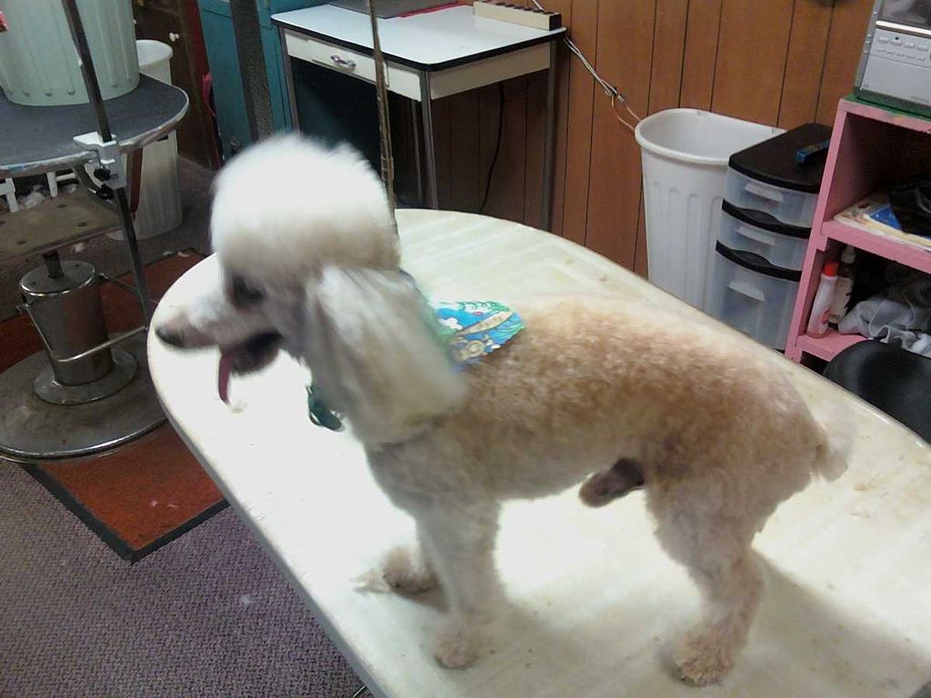 Lizzie's Dog & Cat Grooming Salon