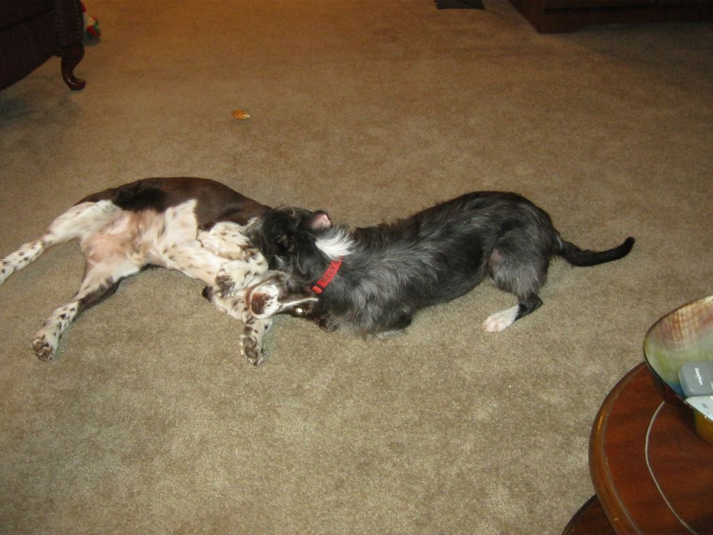Dudley & Buddy playing