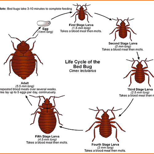 Life cycle of bed bugs