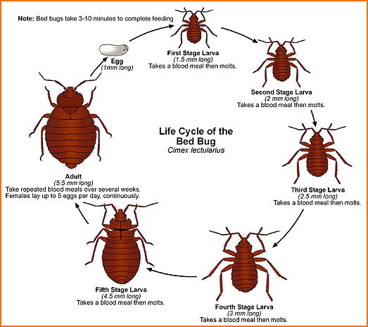 Life cycle of bed bugs
