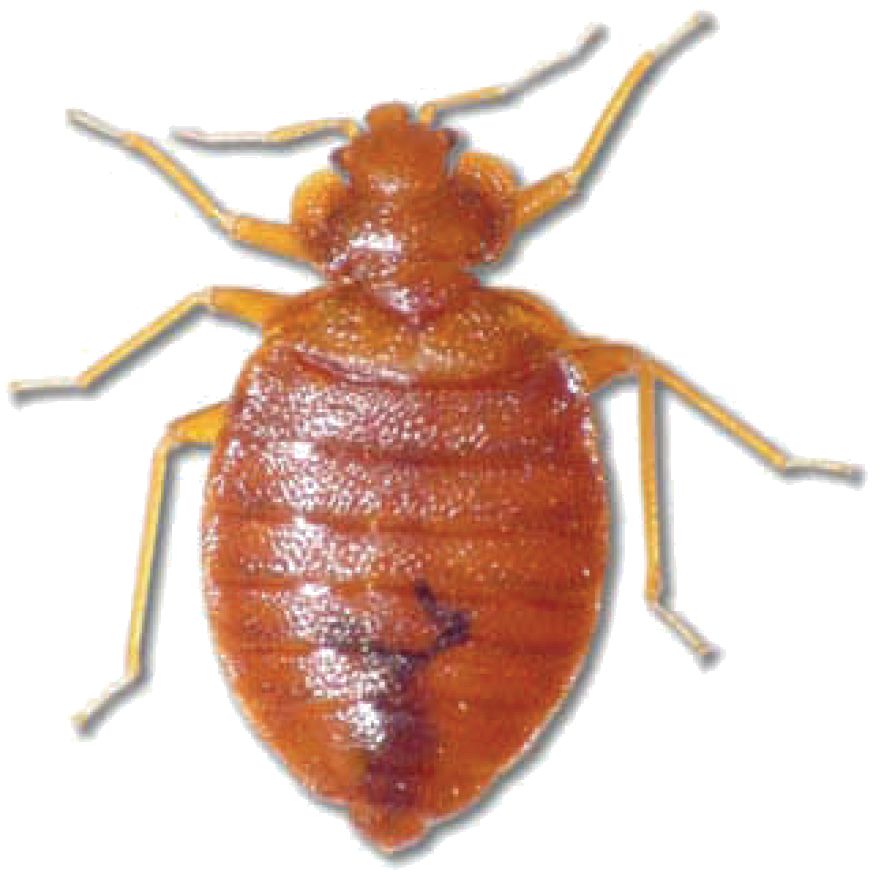 Adult bed bug