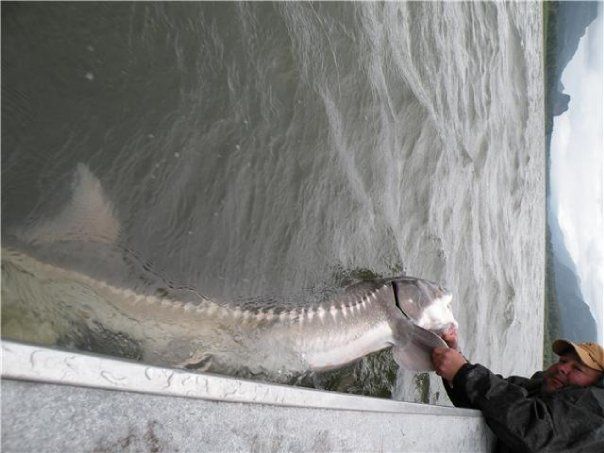 Giant Sturgeon in Portland Oregon
www.fastactionfi