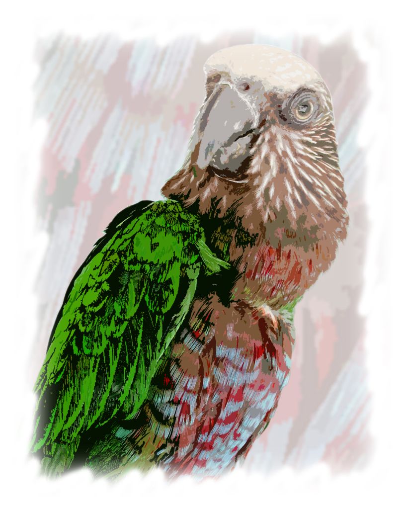 Pets, dogs, cats, and yes, Parrots!