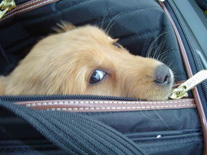 Help shy pups develop confidence.