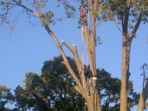 Climbing a huge cottowood for a complete tree remo