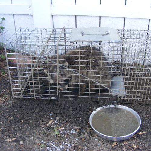 Raccoon removed from a basement in Detroit MI. The