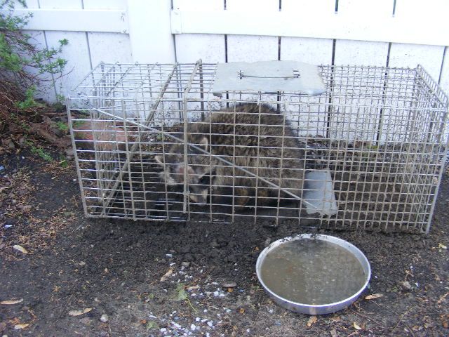 Raccoon removed from a basement in Detroit MI. The