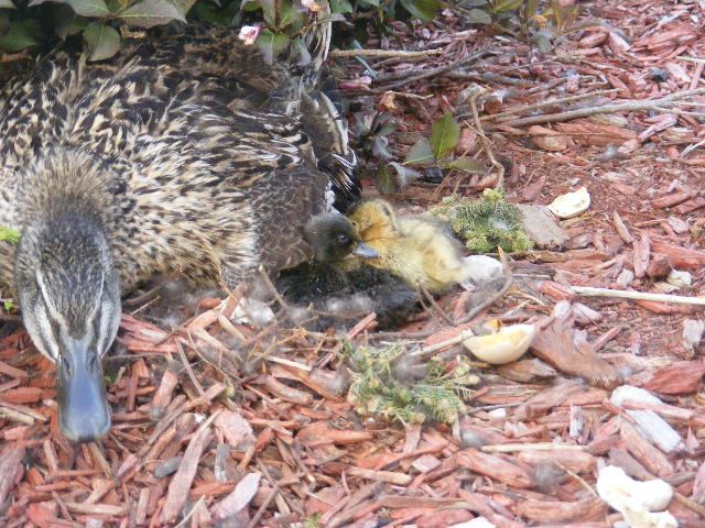 Mama Duck with babies had to be relocated she was 