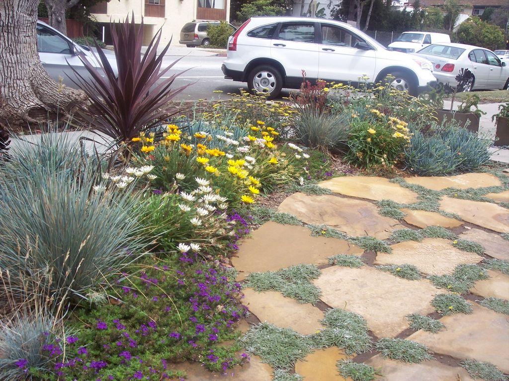 Dymondia between pavers provides for a well draine