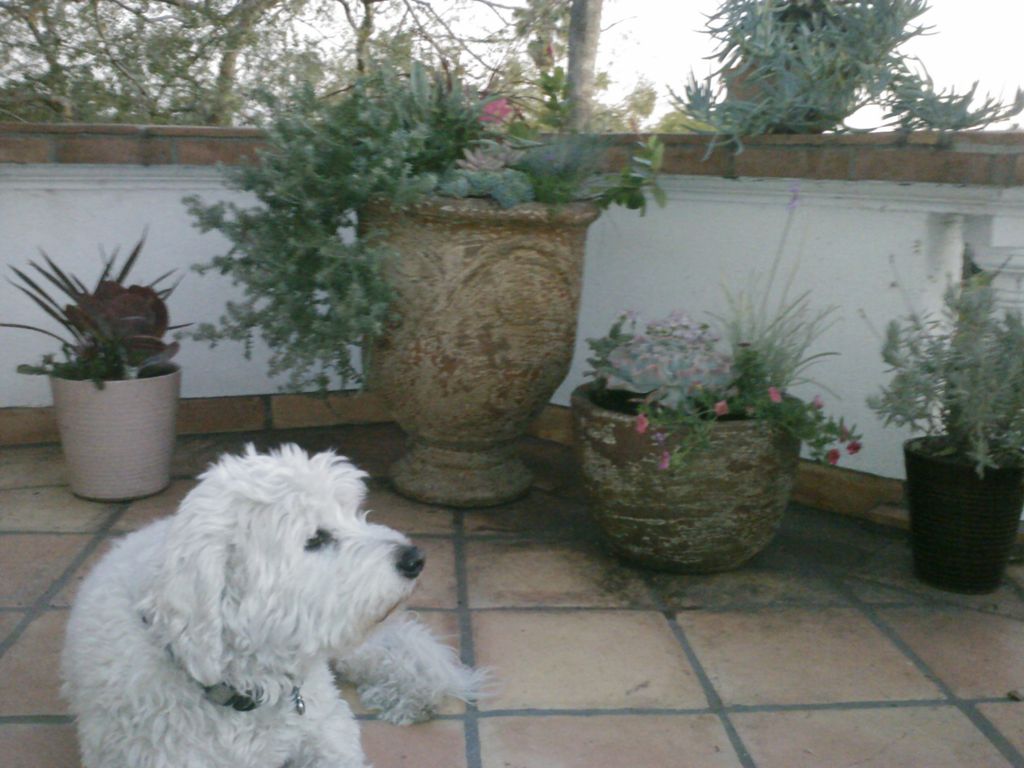 Container gardens provide a pleasing environment f