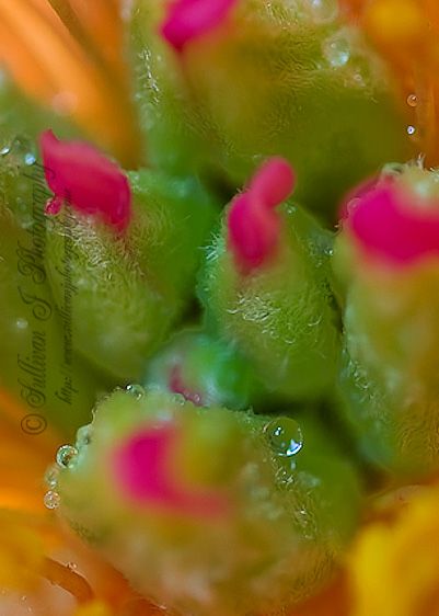 Close up of the water drop.