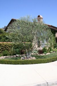 Tuscan Landscape Design