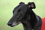 Greyhounds are close to my heart as I have two spe