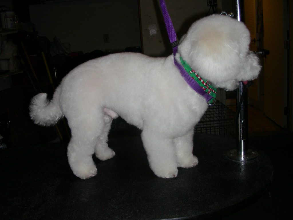 Fluffy, and bright white after his pampered groom!