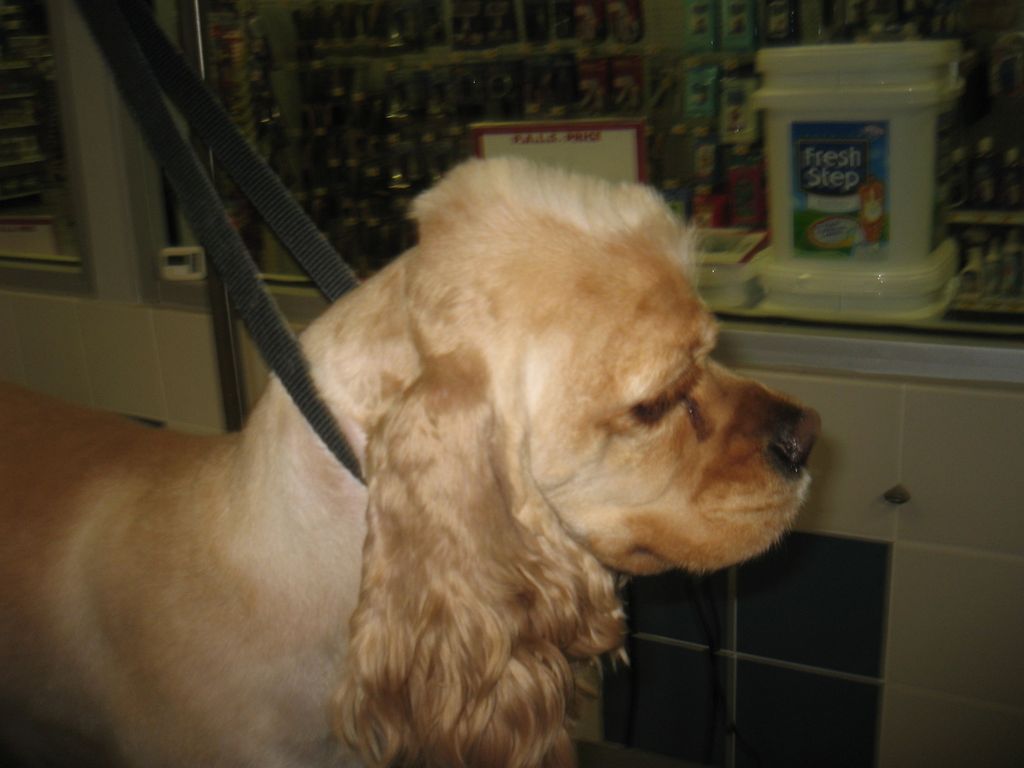 Yup, that's a cocker spaniel with a mohawk! I'm ha