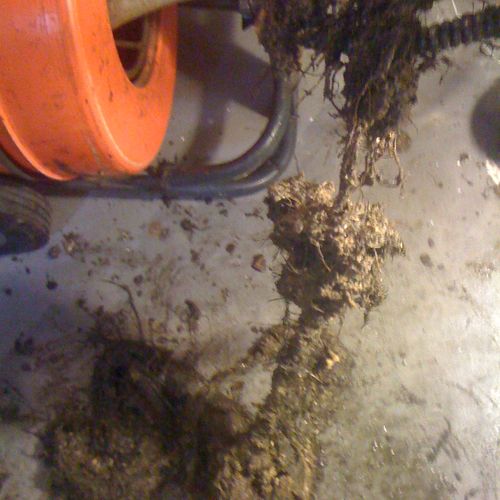 Root from sewer line