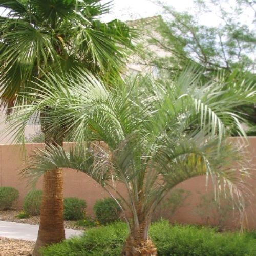 Nice palm trees!! Decorate your backyard pool with