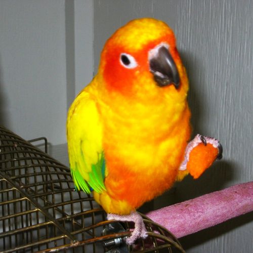 Sunny a Sun Conure enjoying his snack and time out