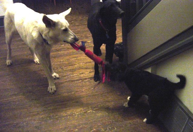 Your dogs can learn to play together nicely