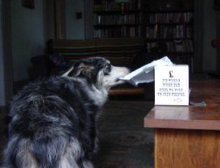 Your dog can bring you a tissue when you have a co